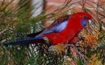 深紅玫瑰鸚鵡如何飼養？深紅玫瑰鸚鵡的價格