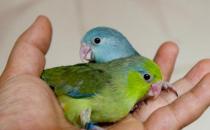 太平洋鸚鵡有什么喂養要點？