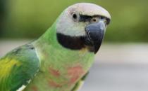 如何訓(xùn)練小緋胸鸚鵡說(shuō)話？