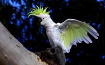 小葵花鳳頭鸚鵡多少錢？小葵花鳳頭鸚鵡的壽命