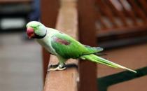 亞歷山大鸚鵡的簡(jiǎn)介 亞歷山大鸚鵡的產(chǎn)地