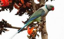 紫紅頭鸚鵡應該如何飼養？