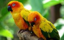 紫紅頭鸚鵡主要分布在哪里？