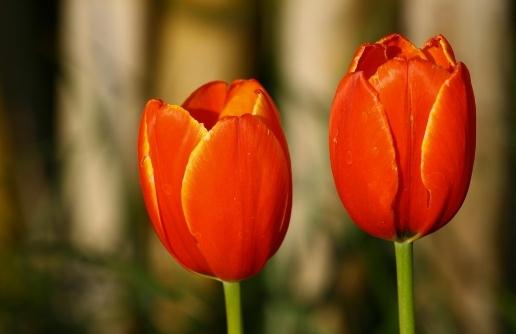 郁金香的象征意義 郁金香的花語