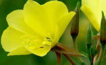 月見草油有什么功效和作用