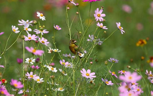 這十種植物碰不得！盤點能置人于死地的植物