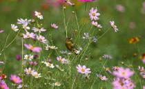 這十種植物碰不得！盤(pán)點(diǎn)能置人于死地的植物