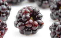 桑葚有什么功效？盤點桑葚的營養與功效