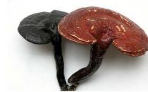 固本培元膳食調理