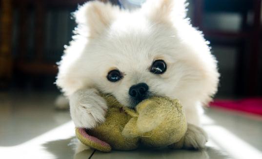 公母狗混養(yǎng)要隔開嗎？