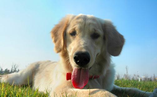 狗狗品種的分類你都了解嗎？