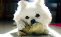 公母狗混養要隔開嗎？