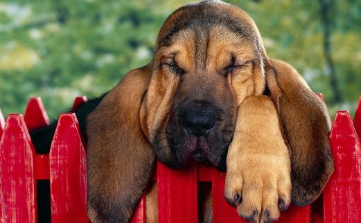 狗狗每天要吃多少?狗狗吃什么?