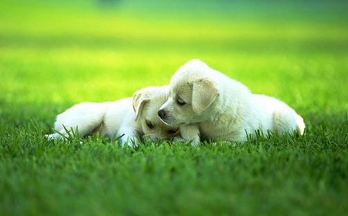 養(yǎng)狗必知的狗狗生理習性