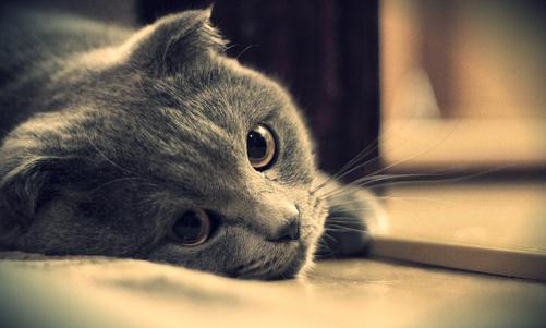 養貓的貓砂的選購技巧