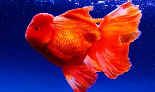 家中養魚需要常備什么藥？