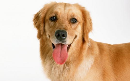 狗狗總是亂咬怎么辦？教你給狗狗挑選玩具