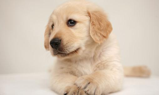 正確訓(xùn)練狗狗便便的方法