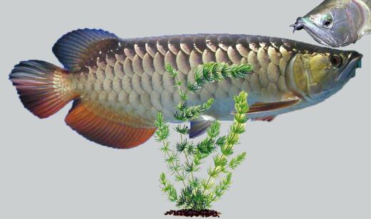 銀龍魚的家庭養殖方法