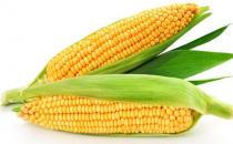 吃什么可以提高記憶力？