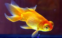 養金魚的水有什么要求？