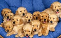 老年人養狗指南