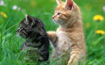 貓咪的動(dòng)作都代表什么呢？