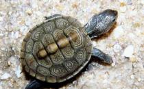 挑選健康的寵物龜的技巧