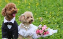 狗狗疫苗與驅蟲的方法和時間