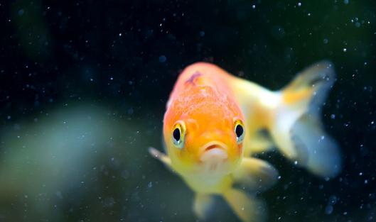 家庭養(yǎng)魚有什么好方法嗎?