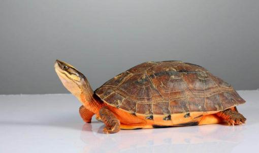 金錢(qián)龜?shù)酿B(yǎng)殖方法