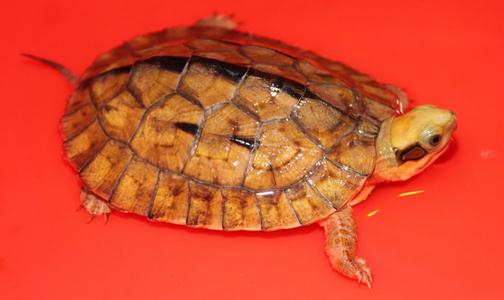 烏龜的生活習性 烏龜的壽命