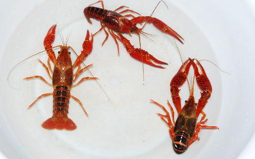 小龍蝦對水質(zhì)的要求