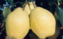 驚蟄節氣吃什么好？驚蟄傳統食物有哪些？