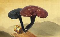 靈芝藥膳補氣養血