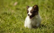 盤點(diǎn)狗狗飼料的種類