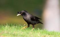 寄生蟲導(dǎo)致八哥換羽毛怎么辦？