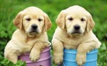 養(yǎng)寵物狗需要辦理哪些手續(xù)？