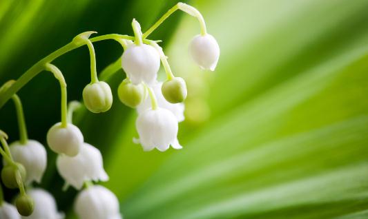 茉莉怎么養才能夠鮮亮健康？