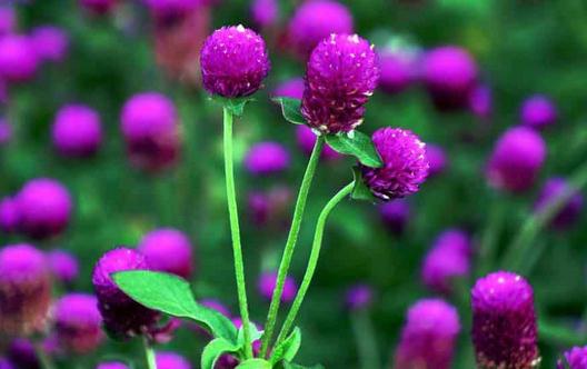 為什么植物會(huì)出現(xiàn)爛根的現(xiàn)象?