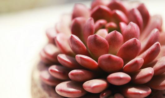 冬季多肉植物被凍傷了怎么辦?