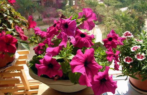 想在家里養花必看的養花技巧