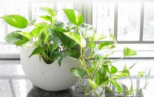 綠蘿的葉子發黃了怎么辦？