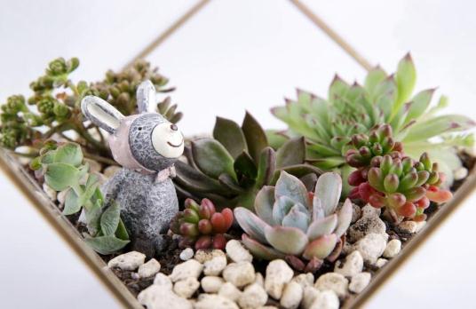 秋季如何養多肉植物?