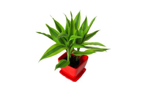 水培富貴竹葉子發(fā)黃的原因