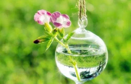 食醋在養(yǎng)花中竟有大作用？