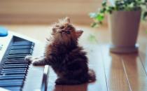 小貓的飼養(yǎng)管理方法