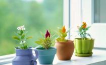 給你支招讓你養(yǎng)好花