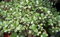 玉樹的養殖方法 玉樹養殖的病蟲害防治