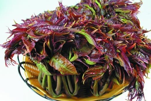 香椿的營養(yǎng)價值與食用方法